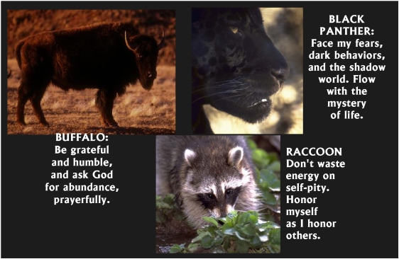 panther, raccoon, buffalo